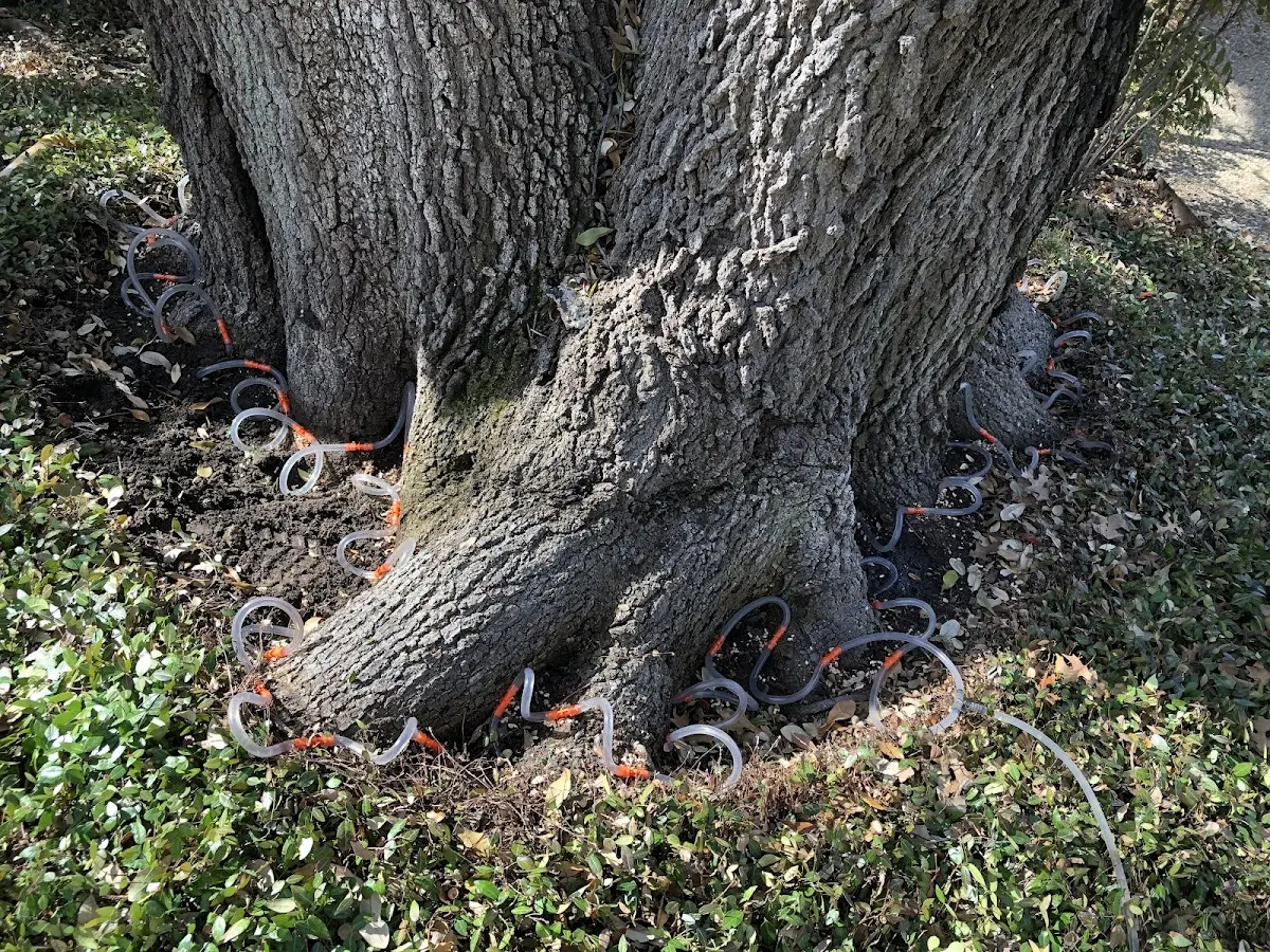 Detailed Tree Cabling and Bracing job site in Highland Lakes