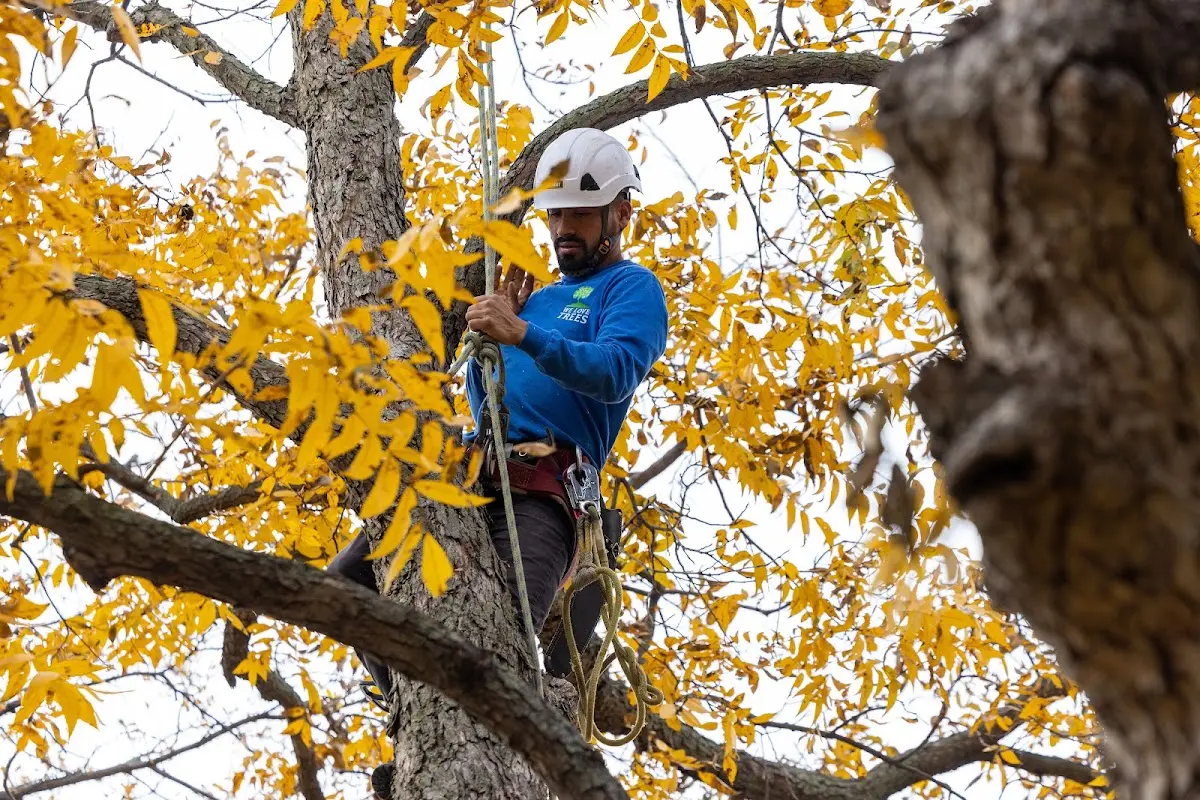 Skilled Storm Damage Cleanup crew working in Highland Lakes
